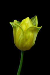 Yellow Tulip No.02, 2021 (foto)