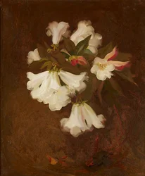 A Still Life of White Lilies (olja på duk)