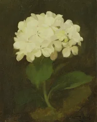 Vit hortensia (olja på duk)