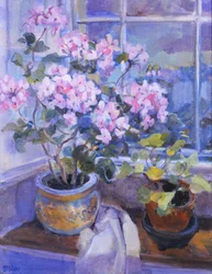 Rosa pelargon på fönstersits, 1996,