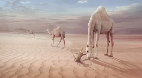 Kameler i den arabiska öknen