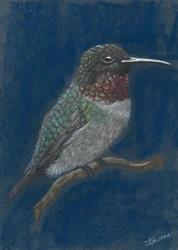 En livfull kolibri som sitter på en gren
