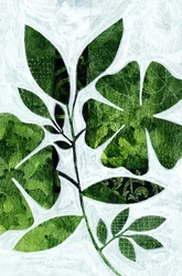 Studie av botaniska blad