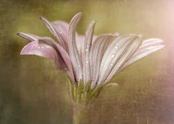 Skir daggdroppsblomma