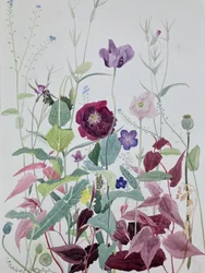 Garden Flowers, June, 2025 (akvarell på papper)