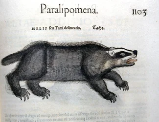 Grävling, illustration från 