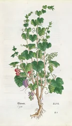 Grape Vine (Vitis Vinifera) botanisk tallrik från De Historia Stirpium av Leonard Fuchs (1501-66) 1543