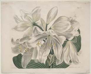 The Botanical Magazine eller Flower Garden Visas: White Cape - Coast Lily, 1806.