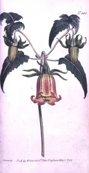 Canary Island Bell Flower (Canarina campanula), tallrik 444 från William Curtis 