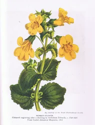 Monkey Flower, Nature in Britain publicerad av Collins 1946 (färg litho)