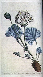 Tjockskaftad trananäbb (Pelargonium crassicaule), skylt 477 från William Curtis 