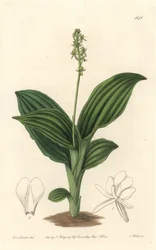 African Liparis Orchid - Water forte av S. Watts från en illustration av Sarah Anne Drake (1803-1857), från Botanical Register