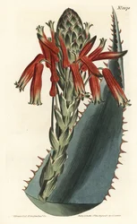 Aloe variant - Blå aloe, Aloe glauca (Rödryggad glaucous aloe, Aloe rhodacantha) - Handfärgad kopparstick av F. Sansom Jr. efter en illustration av Sydenham Edwards från William Curtis