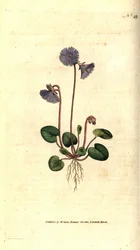 Alpin soldanella - Alpin soldanella, Soldanella alpina. Handkolorerad kopparstick efter en botanisk illustration av James Sowerby från William Curtis