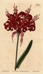 Amaryllisvallmofärg, med mörka crimson blommor, blommande från en enda fot. Ursprungligen från Cape of Good Esperance (Sydafrika). Vallmofärgad amaryllis, med djupa karmosinröda blommor som blommar från en enda stjälk. En infödd från Godahoppsudden. Amaryl