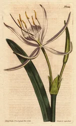 American pancratium har doftande vita blommor. Amerikansk pancratium med vita doftande blommor. Pancratium rotatum. Handfärgad kopparstick från en botanisk illustration av Sydenham Edwards från William Curtis "" Botanical Magazine"" 1790-1800.