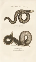 Amphisbaena och javasnoken