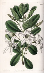 Anthocercis variete, infödd i Australien - Plåt graverad av S.Watts, från en illustration av Sarah Anne Drake (1803-1857), från Botanical Register of Sydenham Edwards (1768-1819), England