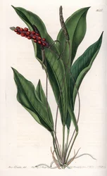 Anthurium gracile - Graverad tavla av S.Watts, från en illustration av Sarah Anne Drake (1803-1857), från Botanical Register of Sydenham Edwards (1768-1819), England