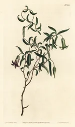 Äppelbär eller föränderlig blommig billardiera, Billardiera mutabilis - Handfärgad kopparstick av F. Sansom Jr. efter en illustration av Sydenham Edwards från William Curtis