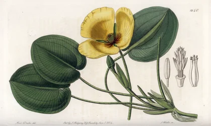 Aquatic Poppy - Tallrik graverad av S. Watts, från en illustration av Sarah Anne Drake (1803-1857), från Botanical Register of Sydenham Edwards (1768-1819), England