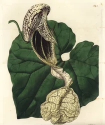 Aristoloche variete - Båtblommig födelseört, Aristolochia cymbifera. Handkolorerad kopparstick av S. Watts efter en illustration av Miss Sarah Drake från Sydenham Edwards
