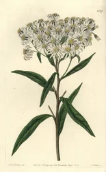 Aster a umbellata - Flattoppad aster, Doellingeria umbellata (Mandelbladig aster, Aster amygdalinus). Handkolorerad kopparstick av S. Watts efter en illustration av Miss Sarah Drake från Sydenham Edwards