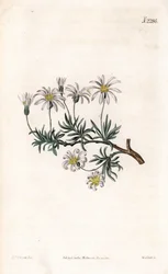 Aster tunnland - Buskeaster, Felicia fruticosa (Shrubby starwort, Aster fruticulosus). Handfärgad kopparstick av Weddell efter en illustration av Sydenham Edwards från Samuel Curtis "" Botanical Magazine,"" London