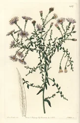 Aster variant - New York aster, Symphyotrichum dumosum (Coris-bladig stjärnört, Aster coridifolius). Handfärgad kopparstick av S. Watts efter en illustration av Sarah Drake från Sydenham Edwards