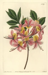 Azalee pontic yellow - Yellow azalea, Rhododendron luteum (Changeable Pontic azalea, Azalea pontica versicolor). Handkolorerad kopparstick av S. Watts efter en illustration av Miss Sarah Drake från Sydenham Edwards