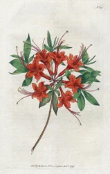 Azalee med bara blommor (Rhododendron periclymenoides) - Litografi av Sydenham Edwards (1768-1819), tallrik från Botanical Magazine av William Curtis (1746-1799)