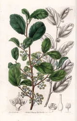 Azara Variete - Tallrik graverad av S.Watts, från en illustration av Sarah Anne Drake (1803-1857), från Botanical Register of Sydenham Edwards (1768-1819), England