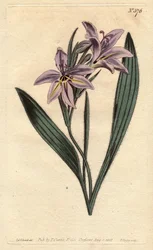 Babian blomma med söt parfym, med lila blommor bleka. Söt doftande babiana med bleka lila blommor. Babiana plicata. Handfärgad kopparstick från en botanisk illustration av Sydenham Edwards från William Curtis "" Botanical Magazine"" 1790