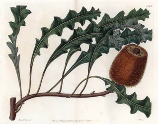 Banksia gardneri, Australian Oiginary - Graverad av S.Watts, från en illustration av Sarah Anne Drake (1803-1857), från Botanical Register of Sydenham Edwards (1768-1819), England