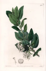 Bear Grape, ursprungligen från Kalifornien - graverad av S.Watts, från en illustration av Sarah Anne Drake (1803-1857), från Botanical Register of Sydenham Edwards (1768-1819), England