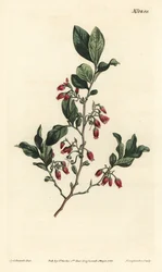 Svart huckleberry, Gaylussacia baccata (rödblommigt klämbär, Vaccinium resinosum) - Handfärgad kopparstick av F. Sansom Jr. efter en illustration av Sydenham Edwards från William Curtis