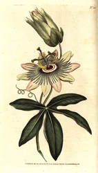 Blå Passiflora - Vanlig passionsblomma, Passiflora caerulea. Handkolorerad kopparstick efter en botanisk illustration av Sydenham Edwards från William Curtis