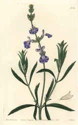 Blå salvia - Grässalvia, Salvia azurea (Smalbladig salvia, Salvia angustifolia). Handkolorerad kopparstick av S. Watts efter en illustration av Miss Sarah Drake från Sydenham Edwards