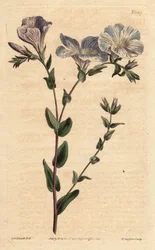 Blått och vitt linne, med ljusblå blommor, hemma i Europa. Blåvitt lin med ljusblå blommor. En infödd i Europa. Linum ascyrifolium. Handfärgad kopparstick från en botanisk illustration av Sydenham Edwards från William Curtis ""