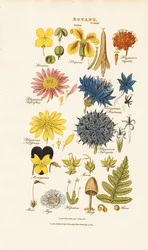 Botanisk klassificering och representanter för olika växtgrupper