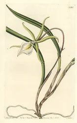 Brassavola perrinii (Perrins brasavola, Brasavola perrinii). Handkolorerad kopparstick av S. Watts efter en illustration av Miss Sarah Drake från Sydenham Edwards