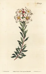 Buchu, Adenandra villosa (Umbel-flowered diosma, Diosma speciosa) - Handkolorerad kopparstick av F. Sansom Jr. efter en illustration av Sydenham Edwards från William Curtis