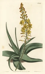 Bulbine variete - Bulbine alooides (Aloe-leaved anthericum, Anthericum alooides). Handkolorerad kopparstick av F. Sansom Jr. efter en illustration av Sydenham Edwards från William Curtis