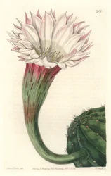 Kaktus sjöborre eller boll av Moses, i blom, infödd i Brasilien - Strong water av S. Watts från en illustration av Sarah Anne Drake (1803-1857), från Botanical Register
