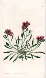 Calandrinia variete, infödd i Amerika - Tallrik graverad av S.Watts, från en illustration av Sarah Anne Drake (1803-1857), från Botanical Register of Sydenham Edwards (1768-1819), England