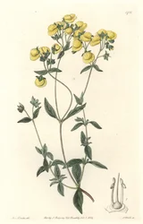 Calceolaire eller liten damtoffel, infödd i Chile - Water forte av S. Watts efter en illustration av Sarah Anne Drake (1803-1857), från Botanical Register
