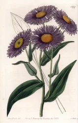 California Erigeron - Plåt graverad av S.Watts, från en illustration av Sarah Anne Drake (1803-1857), från Botanical Register of Sydenham Edwards (1768-1819), England