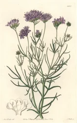 California Gilia - S. Watts Strong Water från en illustration av Sarah Anne Drake (1803-1857), från Botanical Register