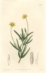 California Platystemon - S. Watts Strong Water från en illustration av Sarah Anne Drake (1803-1857), från Botanical Register