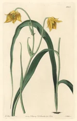 Calochortus (mariposa) eller cyclobothre med ljusgula blommor, infödd i Mexiko - Strong water av S. Watts från en illustration av Sarah Anne Drake (1803-1857), från det botaniska registret